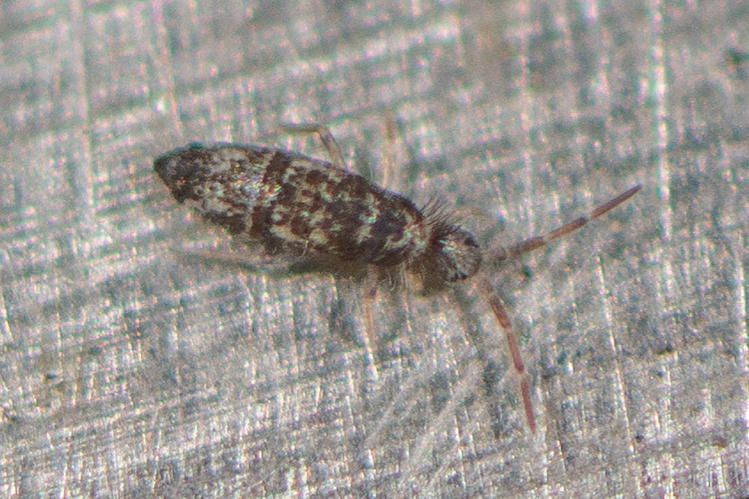 Seira bipunctata