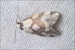 Thallarcha staurocola