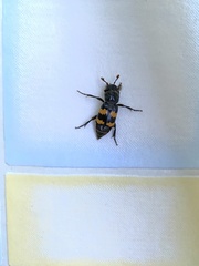 Nicrophorus interruptus