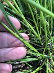 Juncus greenei