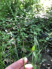 Juncus greenei