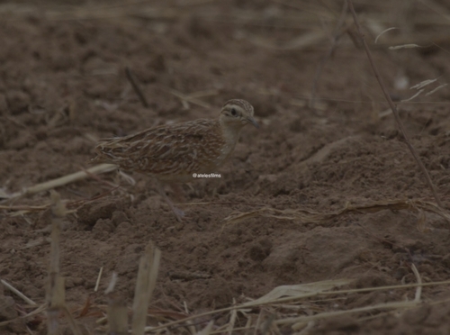 Quail-plover
