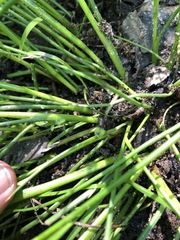 Juncus greenei