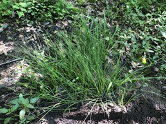 Juncus greenei