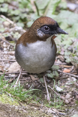 Pterorhinus caerulatus