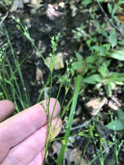 Juncus greenei