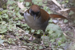 Pterorhinus caerulatus
