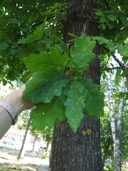 Quercus robur