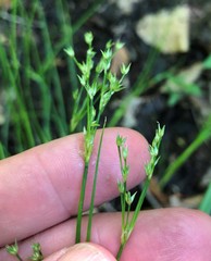 Juncus greenei