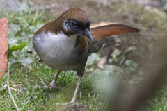 Pterorhinus caerulatus