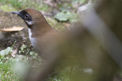 Pterorhinus caerulatus