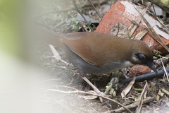 Pterorhinus caerulatus