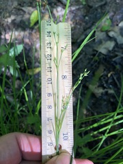 Juncus greenei