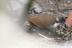 Pterorhinus caerulatus