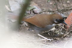 Pterorhinus caerulatus