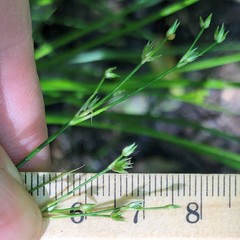 Juncus greenei