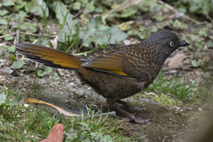 Trochalopteron subunicolor