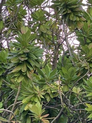 Barringtonia asiatica