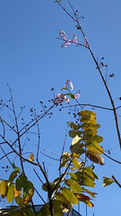 Lagerstroemia speciosa