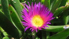Carpobrotus glaucescens