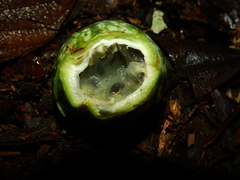 Passiflora variolata