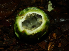 Passiflora variolata