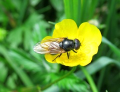 Cheilosia albitarsis