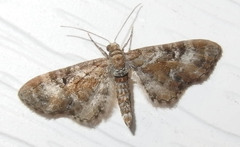 Eupithecia anticaria