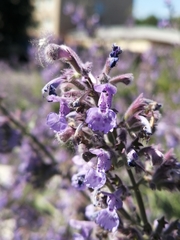 Nepeta cataria