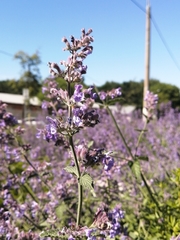 Nepeta cataria