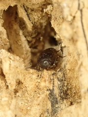 Eucnemis capucina
