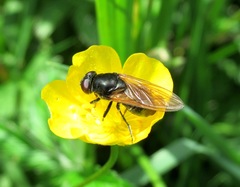 Cheilosia albitarsis