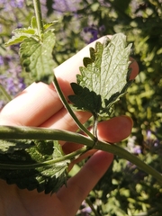 Nepeta cataria