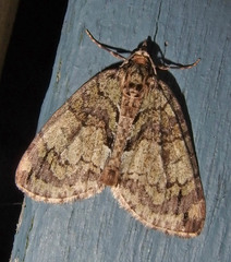 Hydriomena perfracta