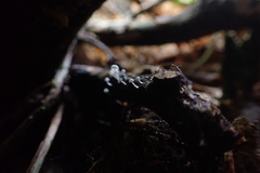 Gloiocephala phormiorum