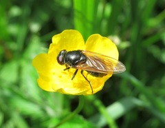 Cheilosia albitarsis