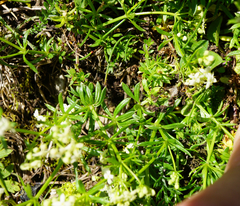 Galium anisophyllon