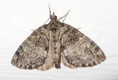 Hydriomena perfracta