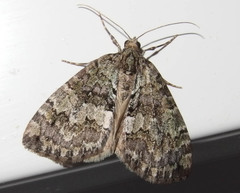 Hydriomena perfracta