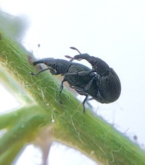 Catapion seniculus