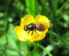 Cheilosia albitarsis