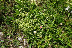 Galium anisophyllon
