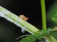 Megophthalminae