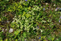 Galium anisophyllon