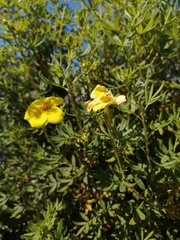 Dasiphora fruticosa