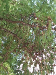 Larix decidua
