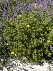 Dasiphora fruticosa