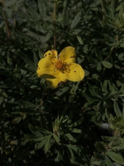 Dasiphora fruticosa