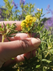 Dasiphora fruticosa