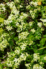 Galium anisophyllon